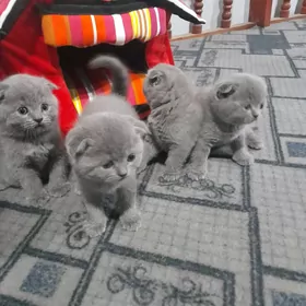 Pişikler