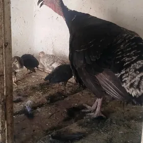 owgan eneli induk