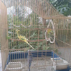 Guş