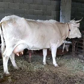 ADDUŞİ TOHUM GÖLELİ SYGYR