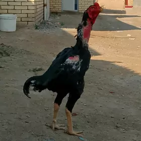horaz