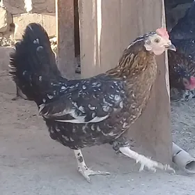 Karlik towugy we horazy