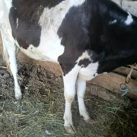 galaşteyin unajin