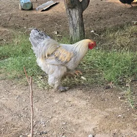 brama