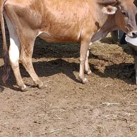 şwes tohum sygyr