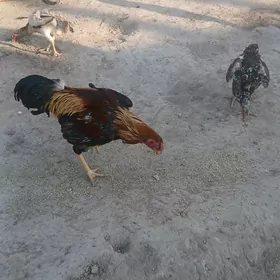 Taşgent
