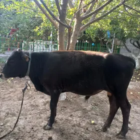 Öküz
