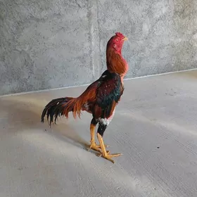Taşkent horoz