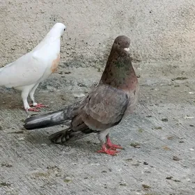 kepderi