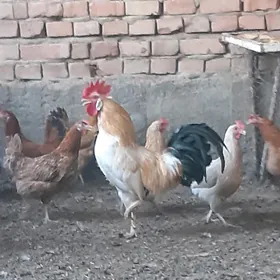 Ýaş horaz