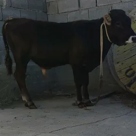 ARASSA SIWES OKUZ