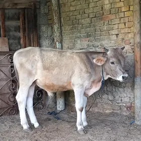 Şwet okuz