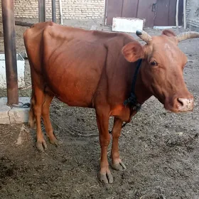 SYGYR GÖLE