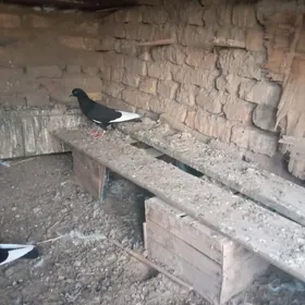 kepderi