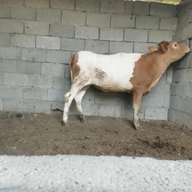 Tüwe