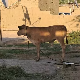 okuzce
