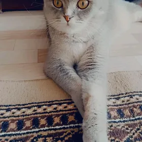 Шатланский кошка