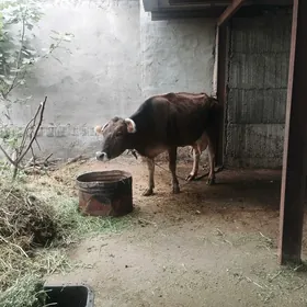 .sygyr.4guzlan