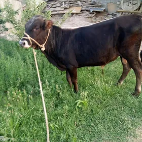 öküz