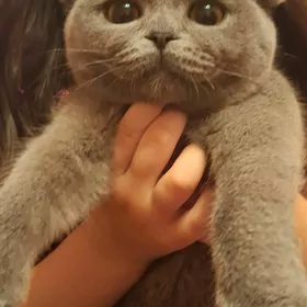 Şotland pişik