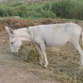 eşek
