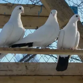 Kepderi