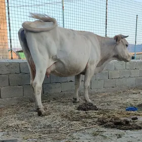 sygyr