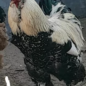 horoz