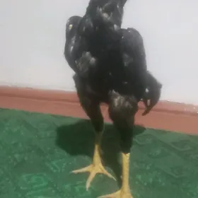 juja