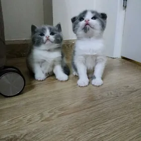 котята