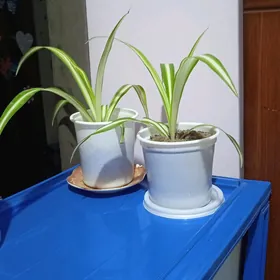 цветы