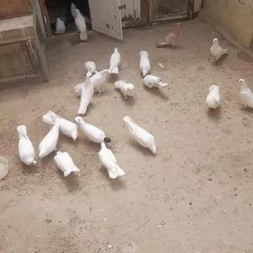 kepderi 25 sani guş