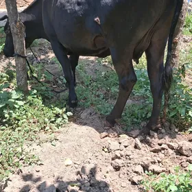 sygyr