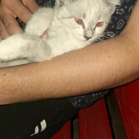 Котёнок