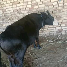 okuzce