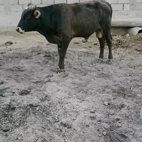 öküz.