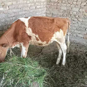 göle
