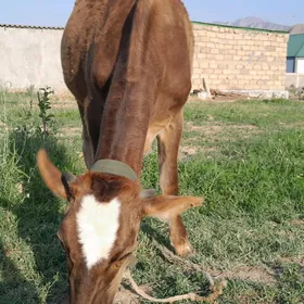 tüwe