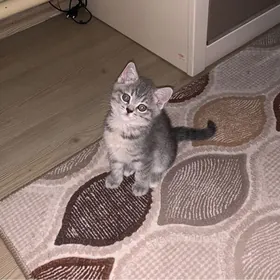 котенок