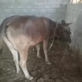 goleli sygyr