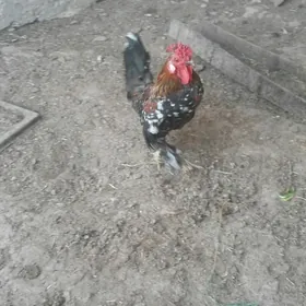 чапончик