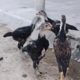 Парода   жуже