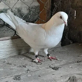 kepderi