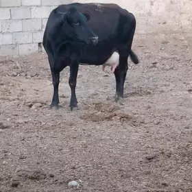 corny pyostra