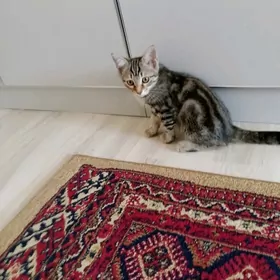 pişik