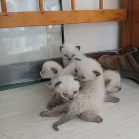 сиамские котята