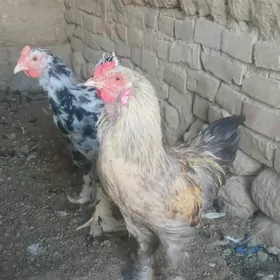 horaz