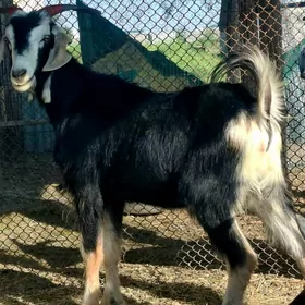 dog geci
