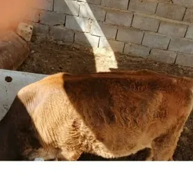 öküzce