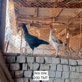 Taşkent mäki horaz